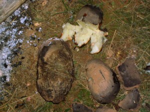 “Mud Spuds” – Clay Baked Potatoes – 1/22/12