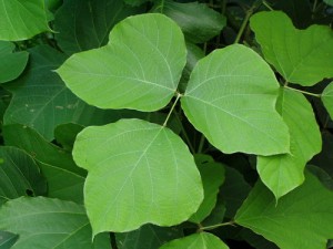 Kudzu Leaves