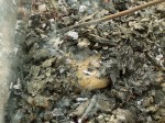 Bury Clay Encased Fish In Coals