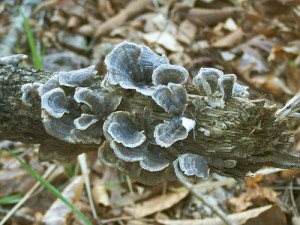Bracket Fungus - Turkey Tail