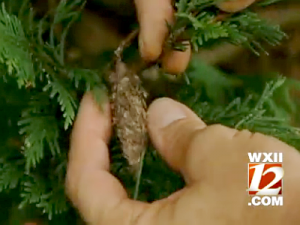 Bagworm Video WXII12