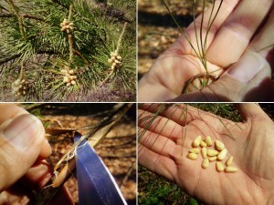Edible Parts Of A Pine Tree_QuadLines