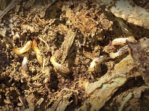 Termites_Soldiers_Workers