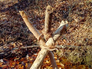 Sapling Root Lashing