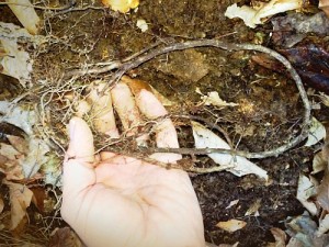Sapling Root