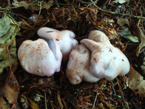 Blewit Mushroom Group
