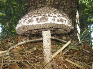 Old Man Of The Woods Mushroom