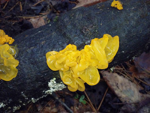 Witches Butter Jelly Fungus