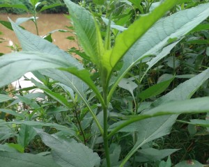 Nettle Plant