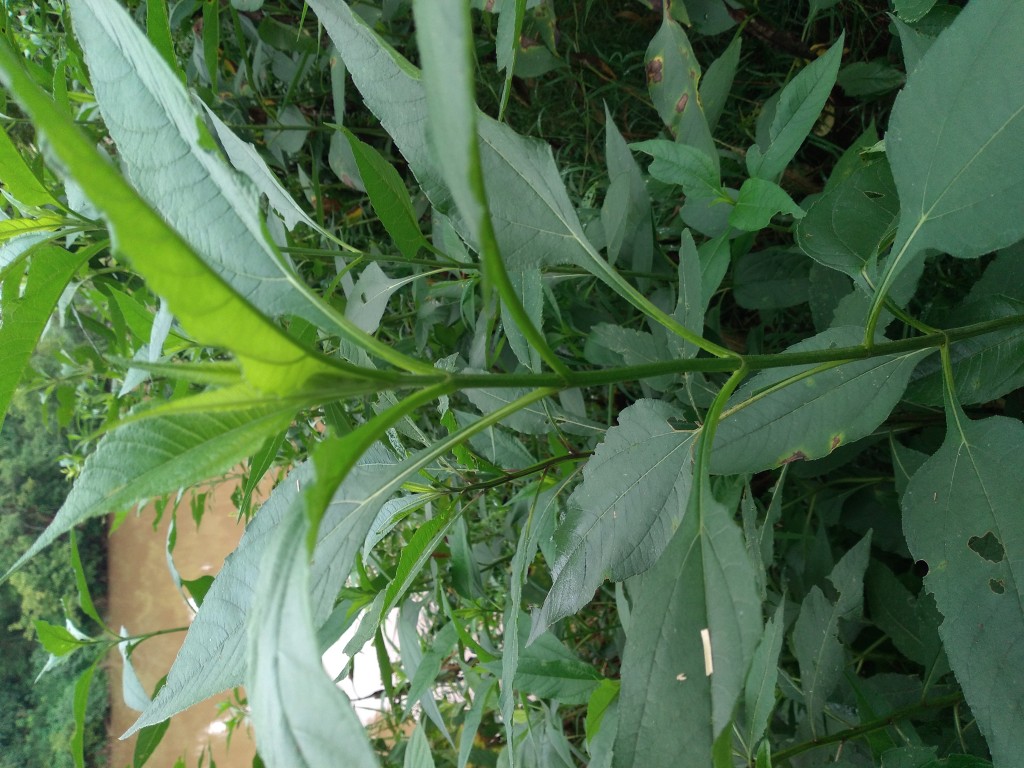 Nettle Plant