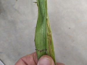 Fiber Separated From Stalk