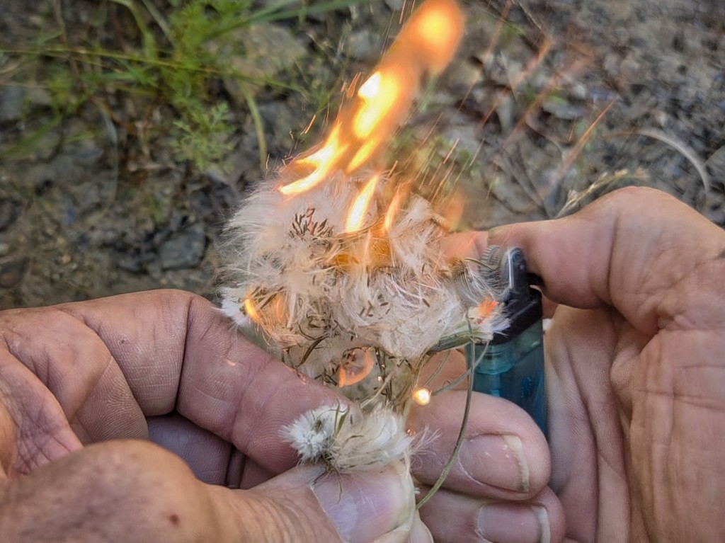 Seed Fluff As Tinder