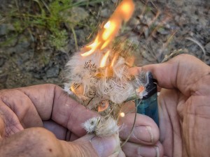 Seed Fluff As Tinder