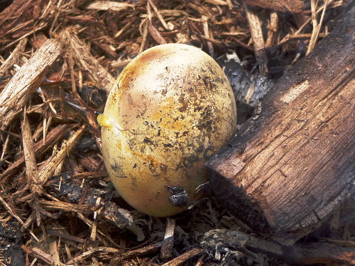 Coal Roasted Egg